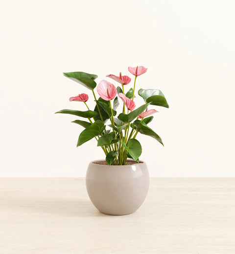 Anthurium Livium