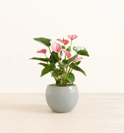 Anthurium Livium