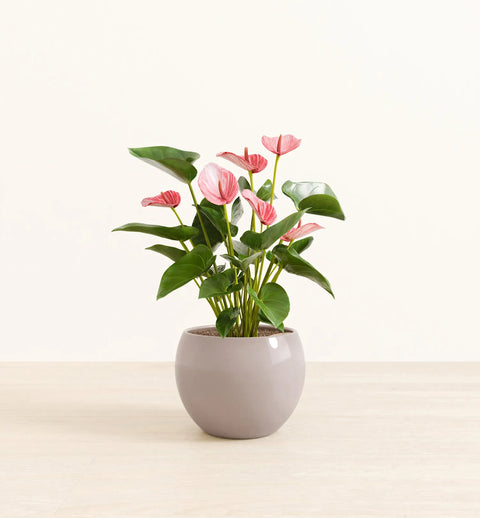 Anthurium Livium