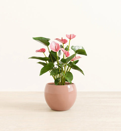 Anthurium Livium