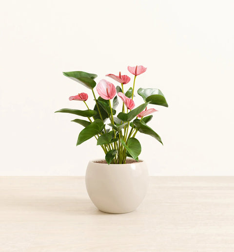 Anthurium Livium