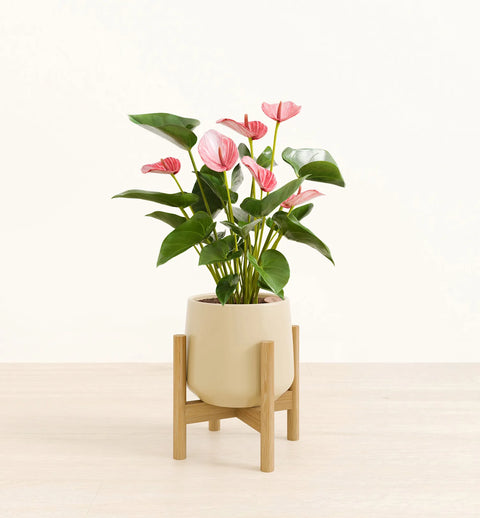 Anthurium Livium
