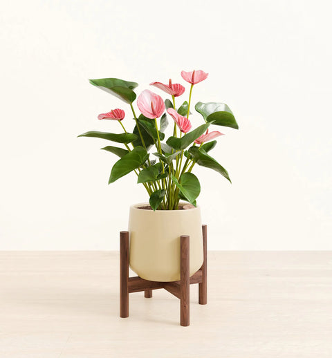 Anthurium Livium