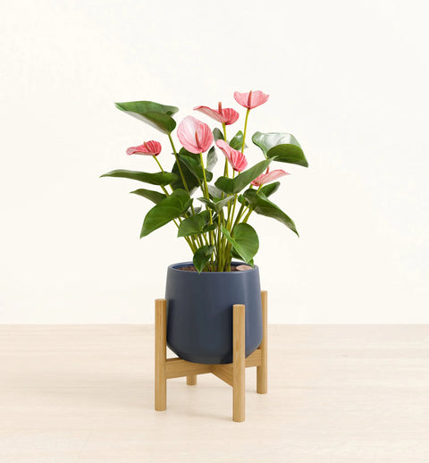 Anthurium Livium