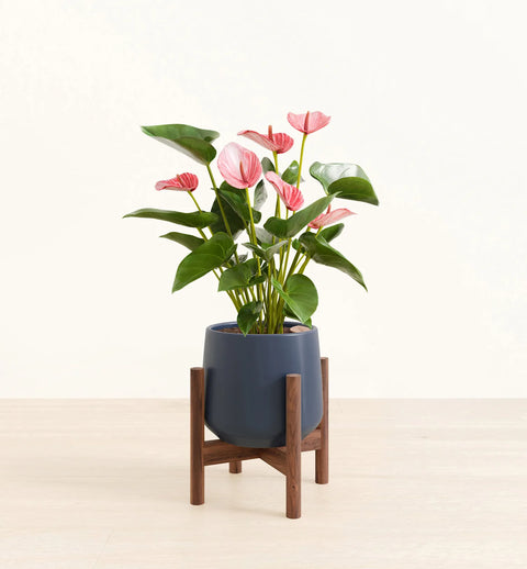 Anthurium Livium
