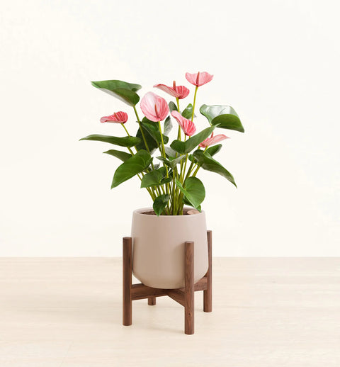 Anthurium Livium