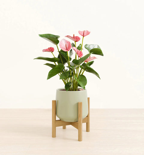 Anthurium Livium