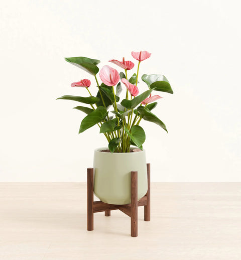 Anthurium Livium