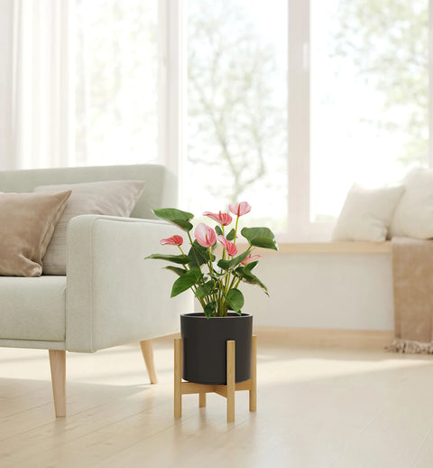 Anthurium Livium