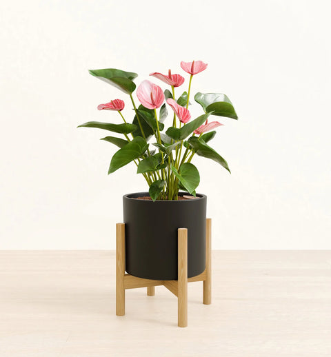 Anthurium Livium
