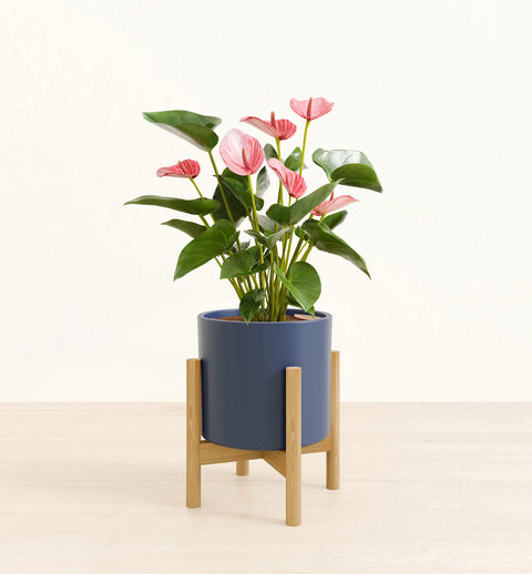 Anthurium Livium