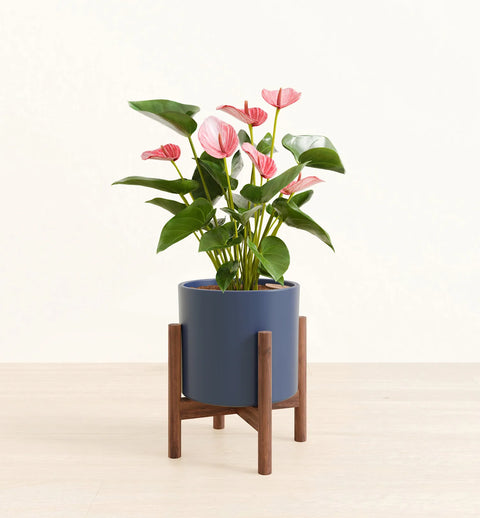 Anthurium Livium