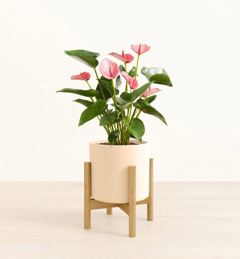 Anthurium Livium
