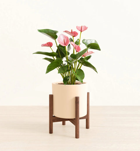 Anthurium Livium