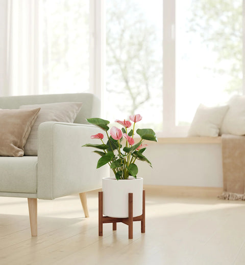 Anthurium Livium
