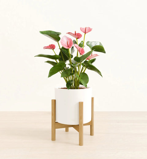 Anthurium Livium