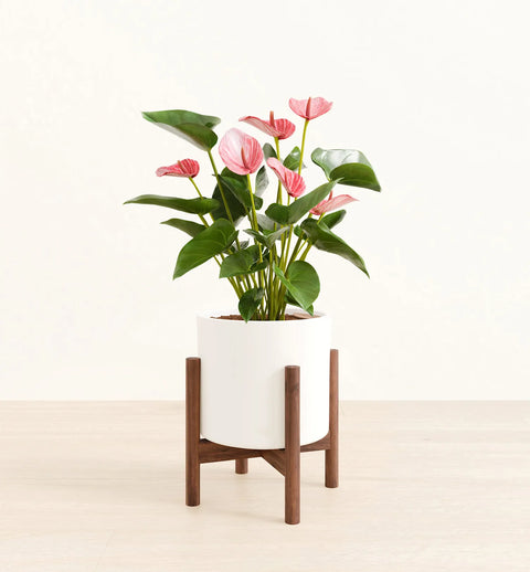 Anthurium Livium