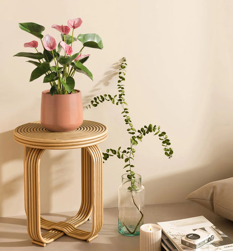 Anthurium Livium