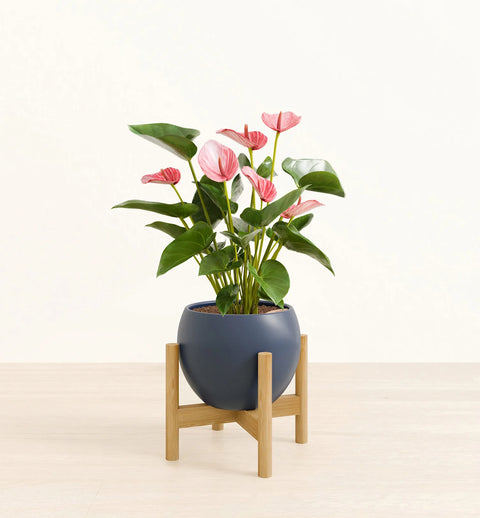 Anthurium Livium