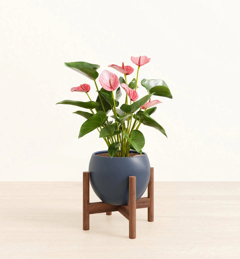 Anthurium Livium