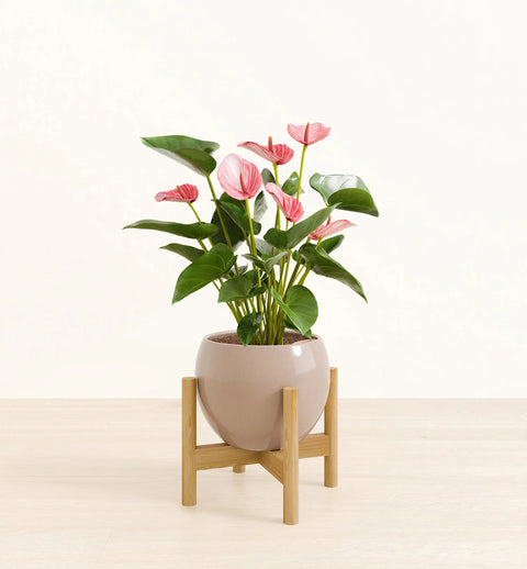 Anthurium Livium