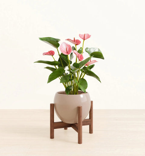 Anthurium Livium