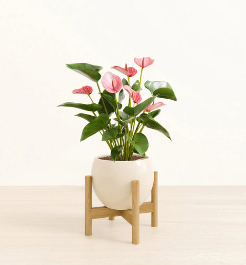 Anthurium Livium