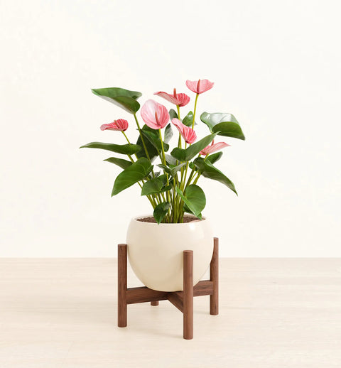 Anthurium Livium