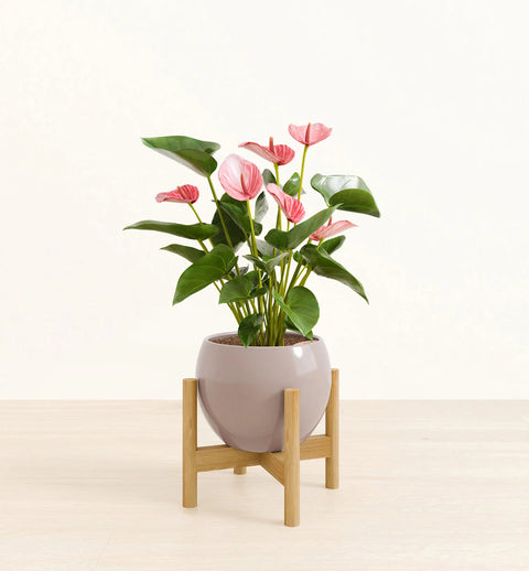 Anthurium Livium