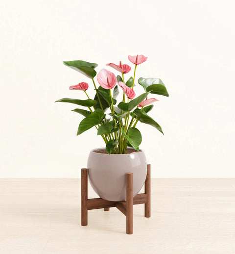 Anthurium Livium