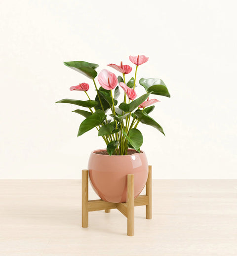 Anthurium Livium