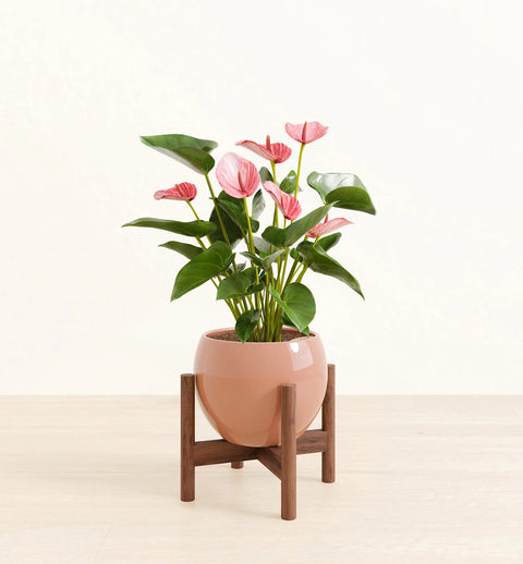 Anthurium Livium