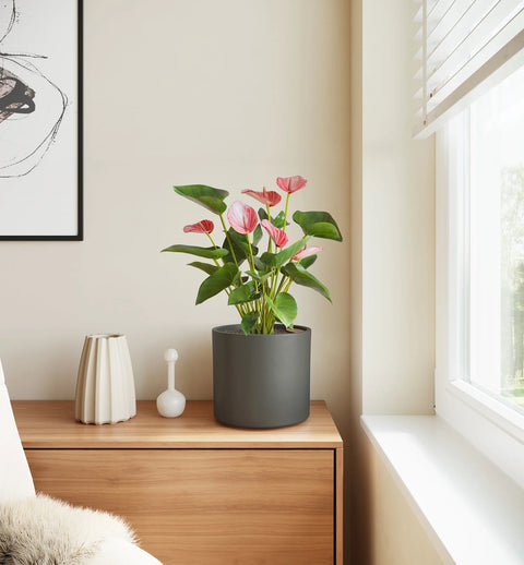 Anthurium Livium