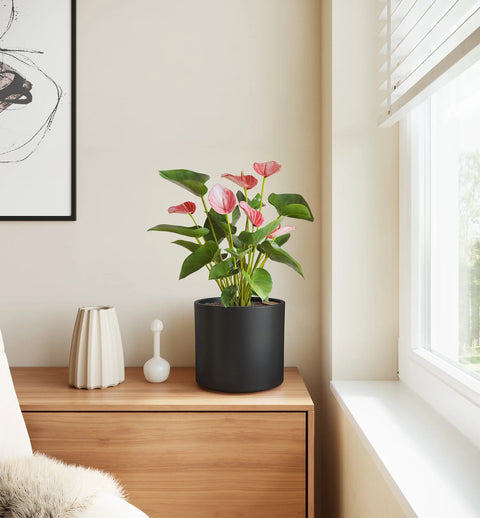 Anthurium Livium