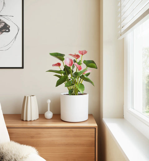 Anthurium Livium