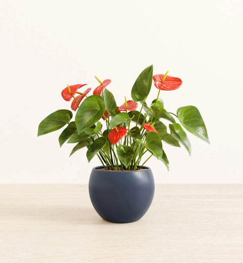 Anthurium Red