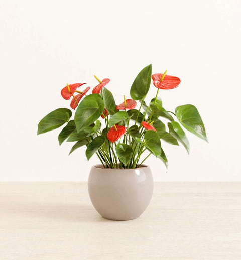 Anthurium Red