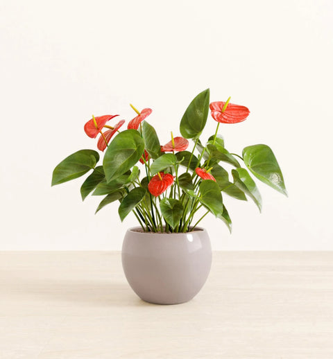 Anthurium Red