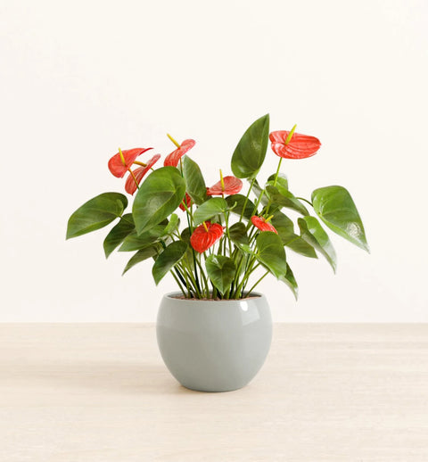 Anthurium Red