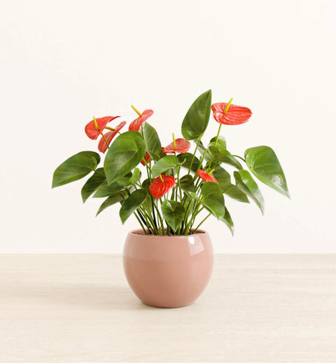 Anthurium Red