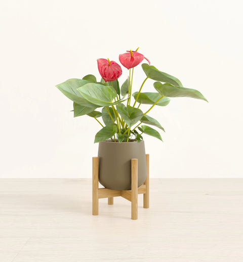 Anthurium Red