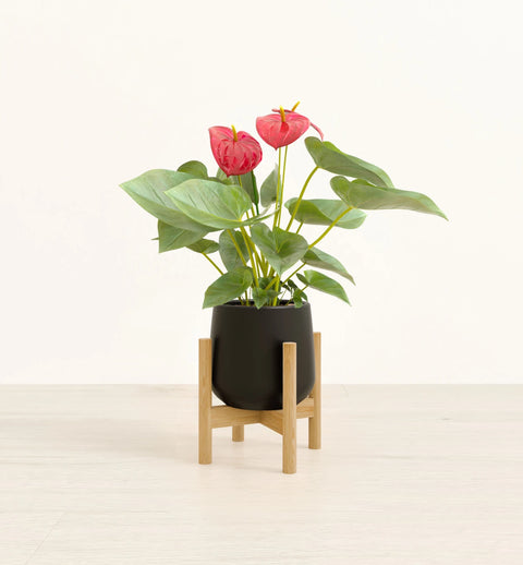 Anthurium Red