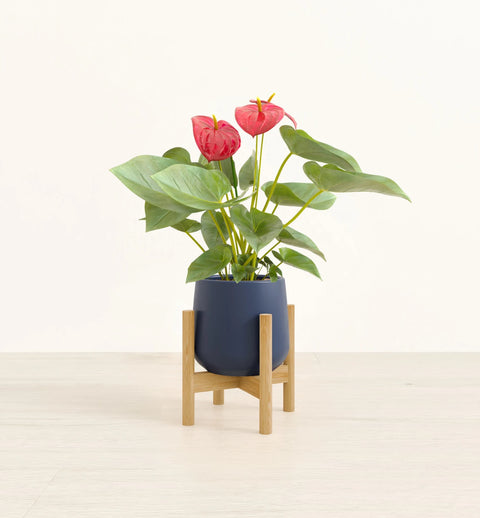 Anthurium Red