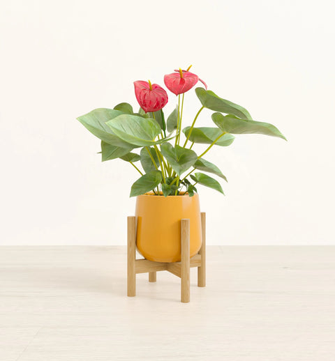 Anthurium Red