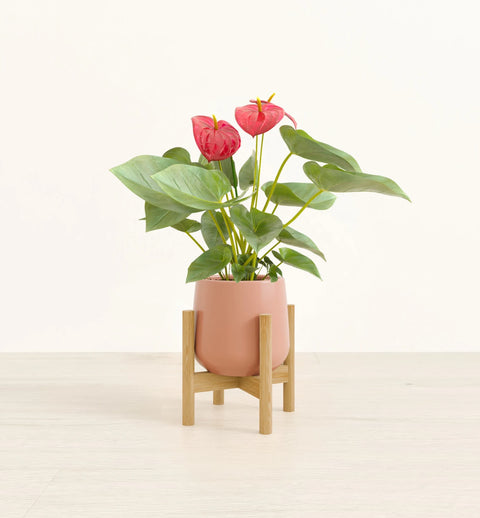Anthurium Red