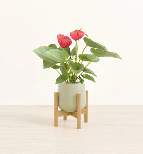 Anthurium Red