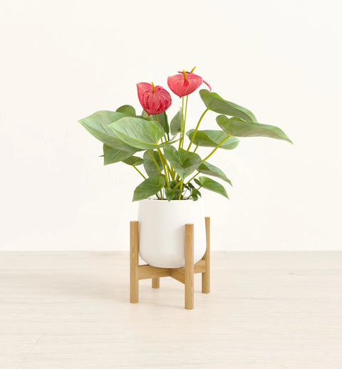 Anthurium Red