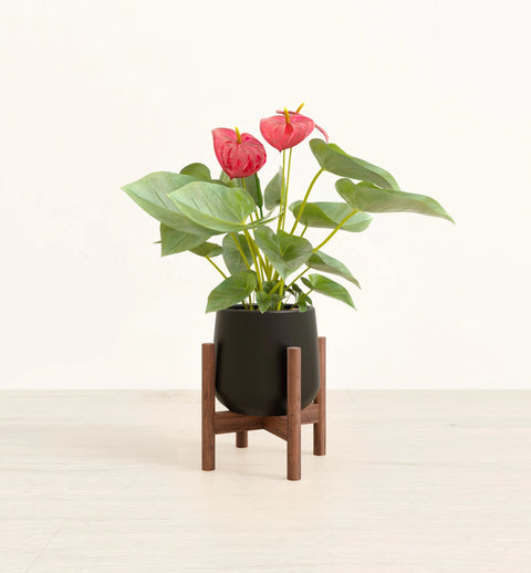 Anthurium Red