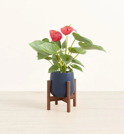 Anthurium Red