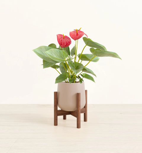 Anthurium Red